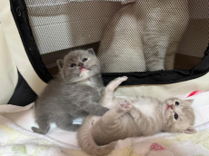 Reinrassiger BKH-Deckkater in seltener Creme-Farbe