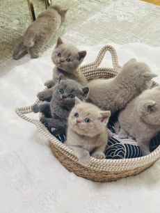 Reinrassiger BKH-Deckkater in seltener Creme-Farbe