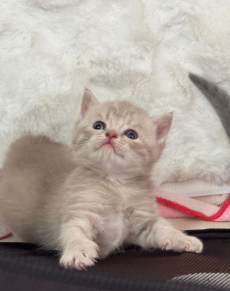 Reinrassiger BKH-Deckkater in seltener Creme-Farbe