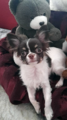 Zwei Chihuahuas suchen ein Zuhause