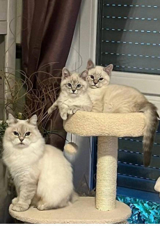 neva mascarade katzen babys