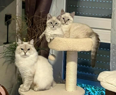 neva mascarade katzen babys