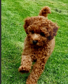 suche Zwergpudel / Zwergspitz  Rüde