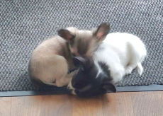 2 süsse Chihuahua Welpeli LH 