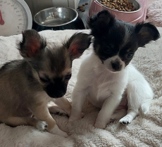 2 süsse Chihuahua Welpeli LH 