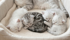 BKH Deckkater,  Stammbaum 