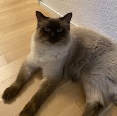 DeckKater Simon