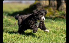 Junge Hunde Bordercollie x Bernersennen