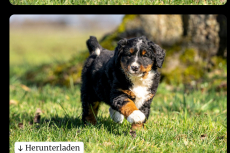 Junge Hunde Bordercollie x Bernersennen