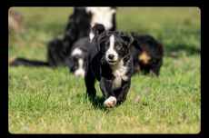 Junge Hunde Bordercollie x Bernersennen