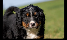 Junge Hunde Bordercollie x Bernersennen