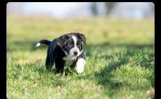 Junge Hunde Bordercollie x Bernersennen