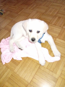 Labrador mal Goldenretriever