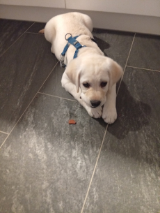 Labrador mal Goldenretriever