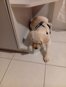 Labrador mal Goldenretriever