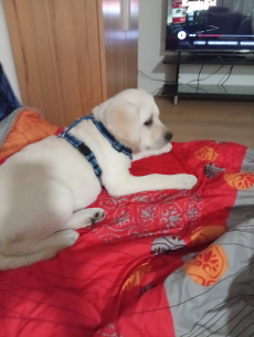 Labrador mal Goldenretriever