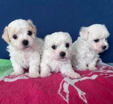 Bichon Bologneser Welpen, Herkunft aus Pudel,Malteser,Maltipoo