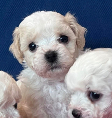 Bichon Bologneser Welpen, Herkunft aus Pudel,Malteser,Maltipoo