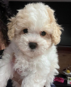 Bichon Bologneser Welpen, Herkunft aus Pudel,Malteser,Maltipoo