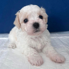 Bichon Bologneser Welpen, Herkunft aus Pudel,Malteser,Maltipoo