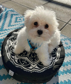 Bichon Bologneser Welpen, Herkunft aus Pudel,Malteser,Maltipoo