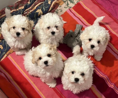 Bichon Bologneser Welpen, Herkunft aus Pudel,Malteser,Maltipoo