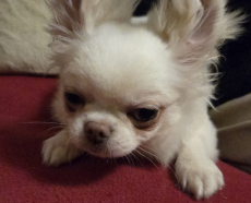 Chihuahua Welpe mit Stammbaum