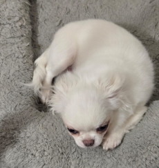 Chihuahua Welpe mit Stammbaum