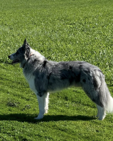 Border/Aussie Rüde in der Farbe blue merle