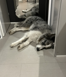 Border/Aussie Rüde in der Farbe blue merle