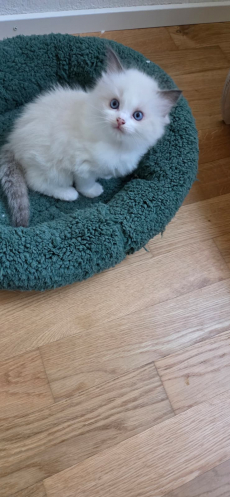Wunderschöne Ragdoll Kitten zu vergeben