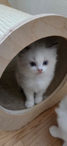 Wunderschöne Ragdoll Kitten zu vergeben