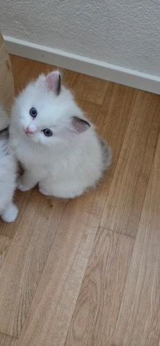 Wunderschöne Ragdoll Kitten zu vergeben