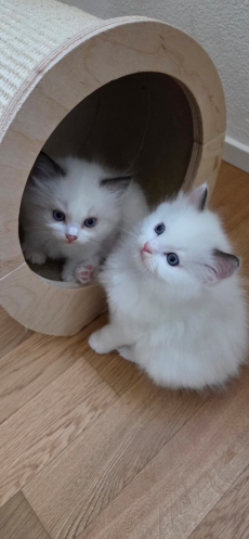 Wunderschöne Ragdoll Kitten zu vergeben