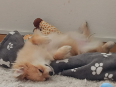 Unser Zwergspitz Lilly such ein neues Zuhause