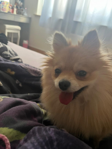 Unser Zwergspitz Lilly such ein neues Zuhause