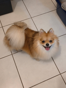 Unser Zwergspitz Lilly such ein neues Zuhause