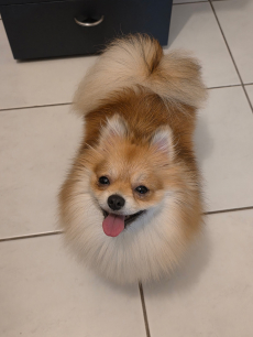 Unser Zwergspitz Lilly such ein neues Zuhause