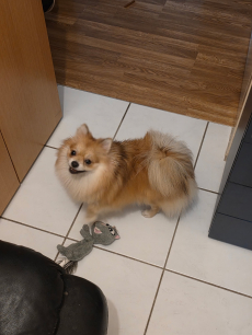 Unser Zwergspitz Lilly such ein neues Zuhause