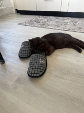 Deckkater Braun BKH/SCF