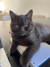 Deckkater Braun BKH/SCF