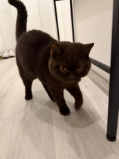 Deckkater Braun BKH/SCF