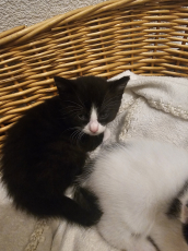 3 Kitten zu verkaufen ab Mitte Juni 2026