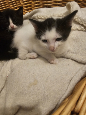 3 Kitten zu verkaufen ab Mitte Juni 2026