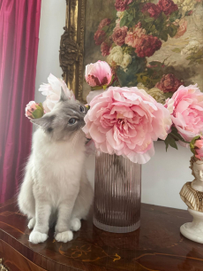 2 Ragdoll/heiloge Birma Katzen