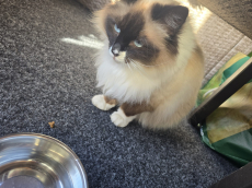 2 Ragdoll/heiloge Birma Katzen