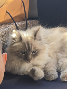 2 Ragdoll/heiloge Birma Katzen