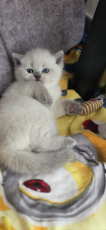3 BKH Kitten in Blue Point/Blue silver Tabby