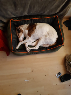 Wir bieten ein liebevolles Zuhause für Welpe (m) & 2 Kätzchen