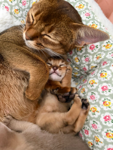 Chatons Abyssin de race pure